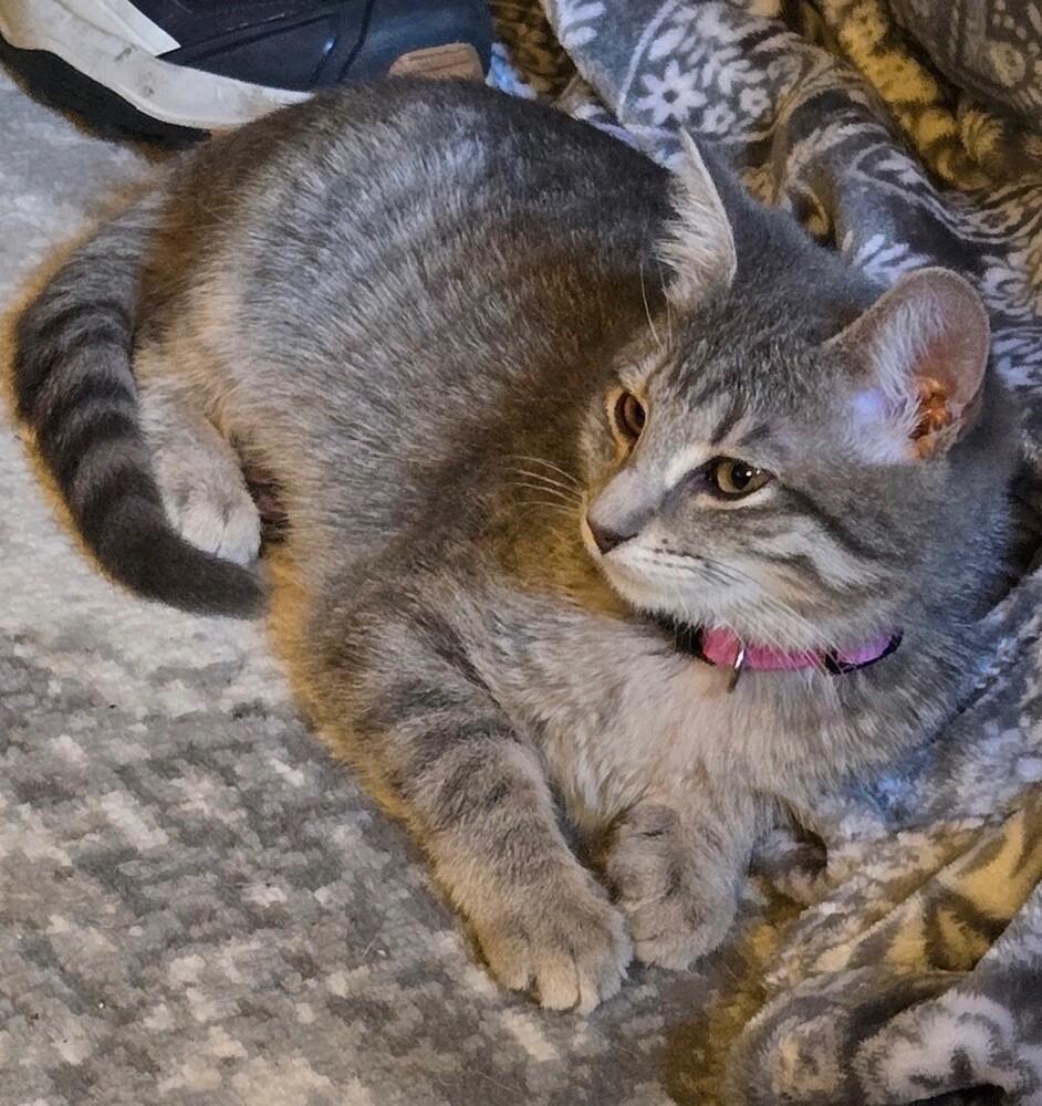 Enlarge Sylvia, a Adoptable mixed breed in Little Rock, AR image 4/5