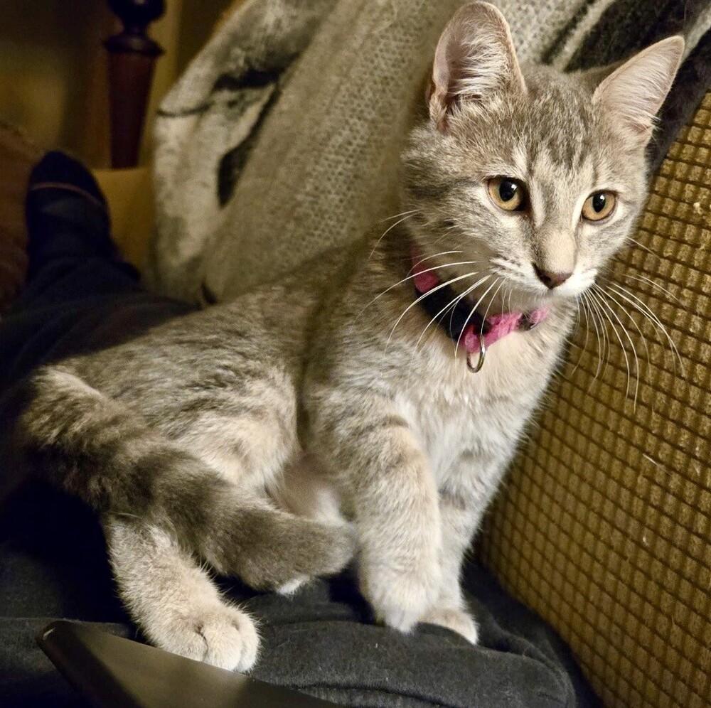 Enlarge Sylvia, a Adoptable mixed breed in Little Rock, AR image 5/5