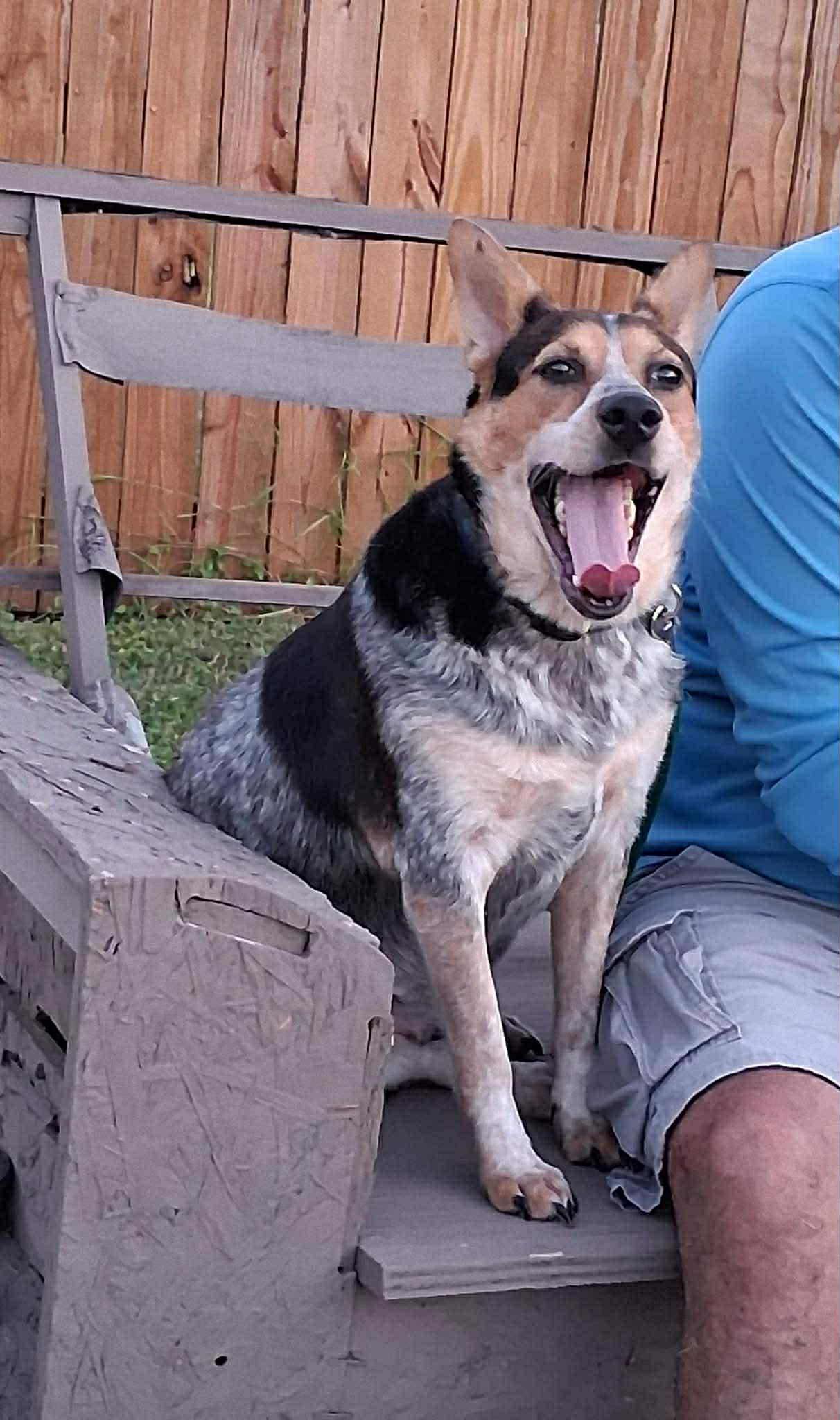 Gala, a Adoptable mixed breed in Woodstock, ON image 3/4