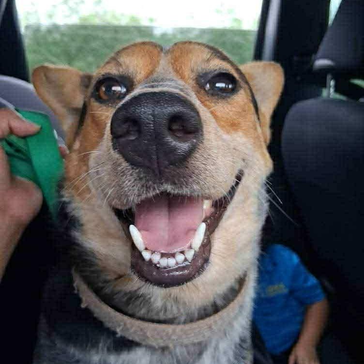 Gala, Adoptable, Adult Female Australian Cattle Dog / Blue Heeler.