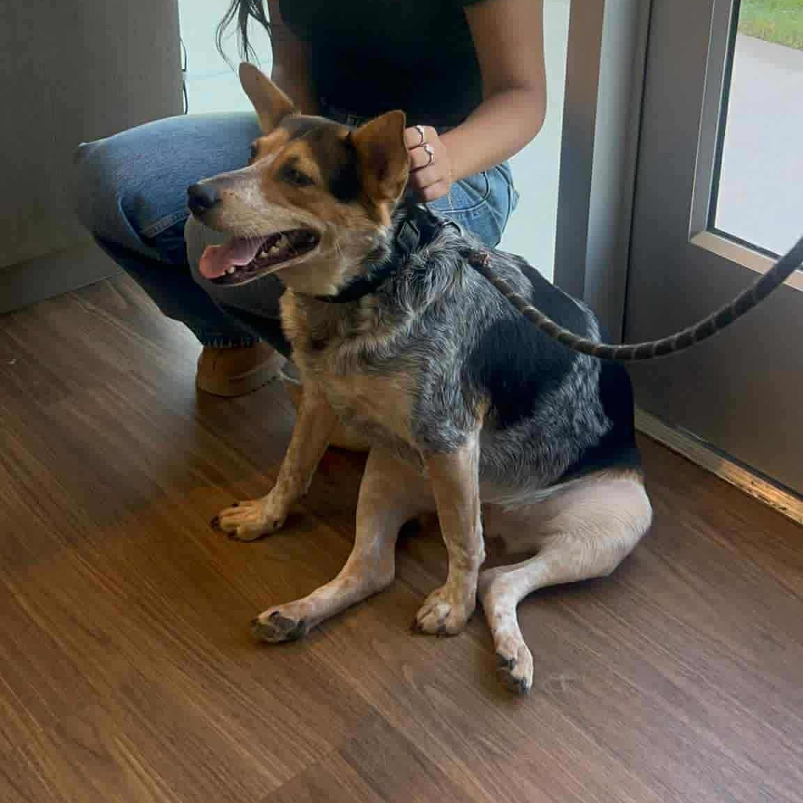 Gala, a Adoptable mixed breed in Woodstock, ON image 2/4