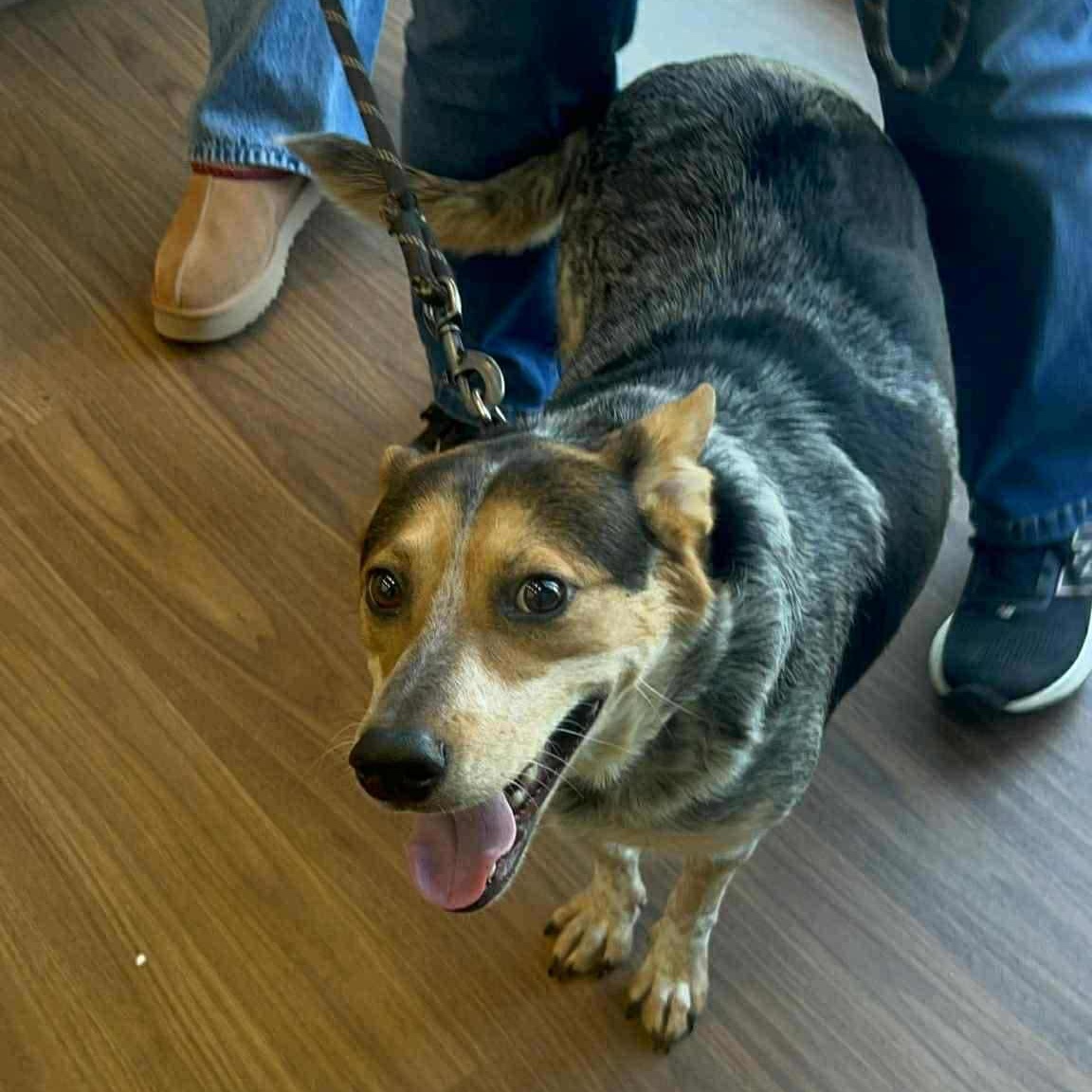 Gala, a Adoptable mixed breed in Woodstock, ON image 4/4