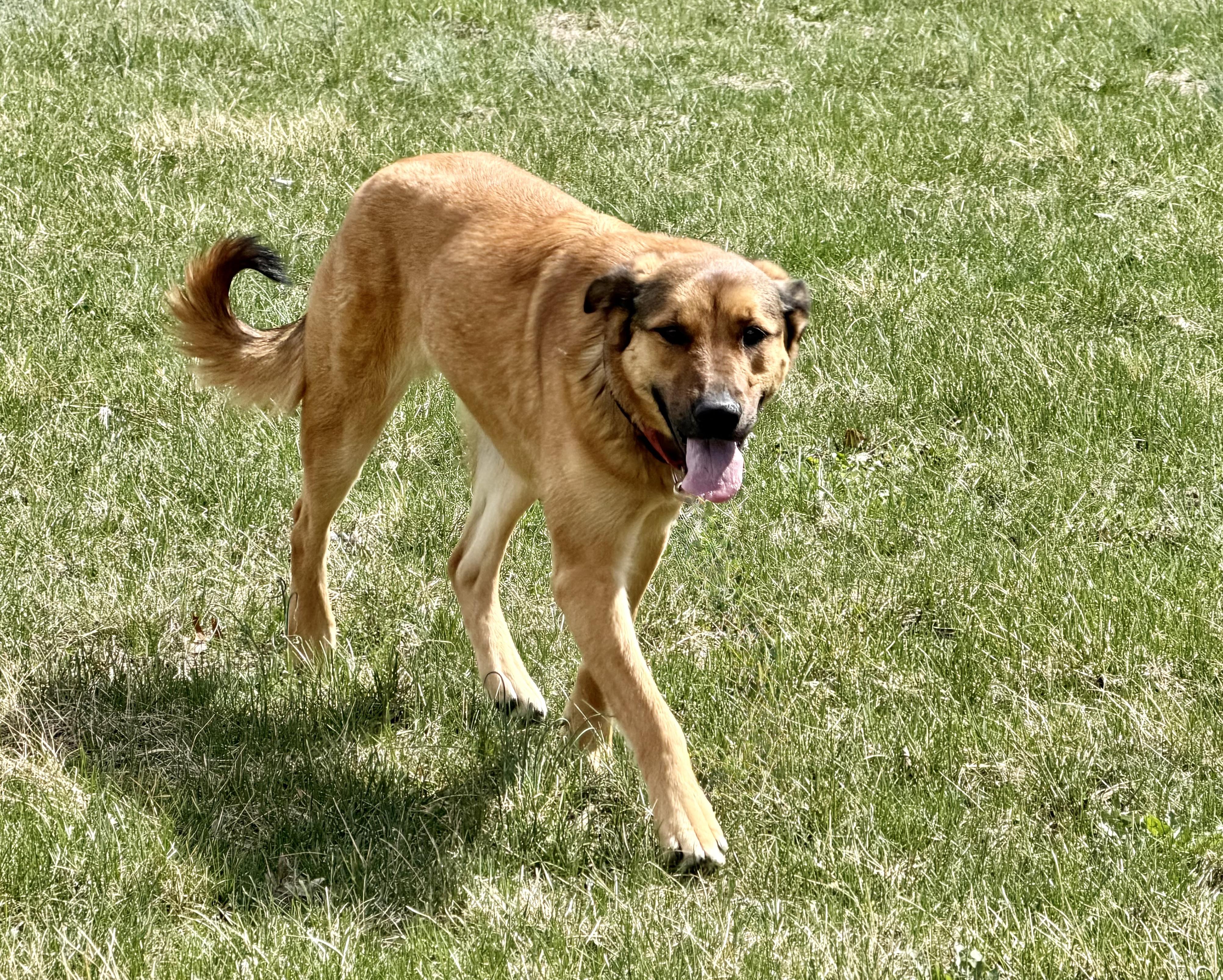 Enlarge Angel, an adopted mixed breed in Grottoes, VA image 3/3