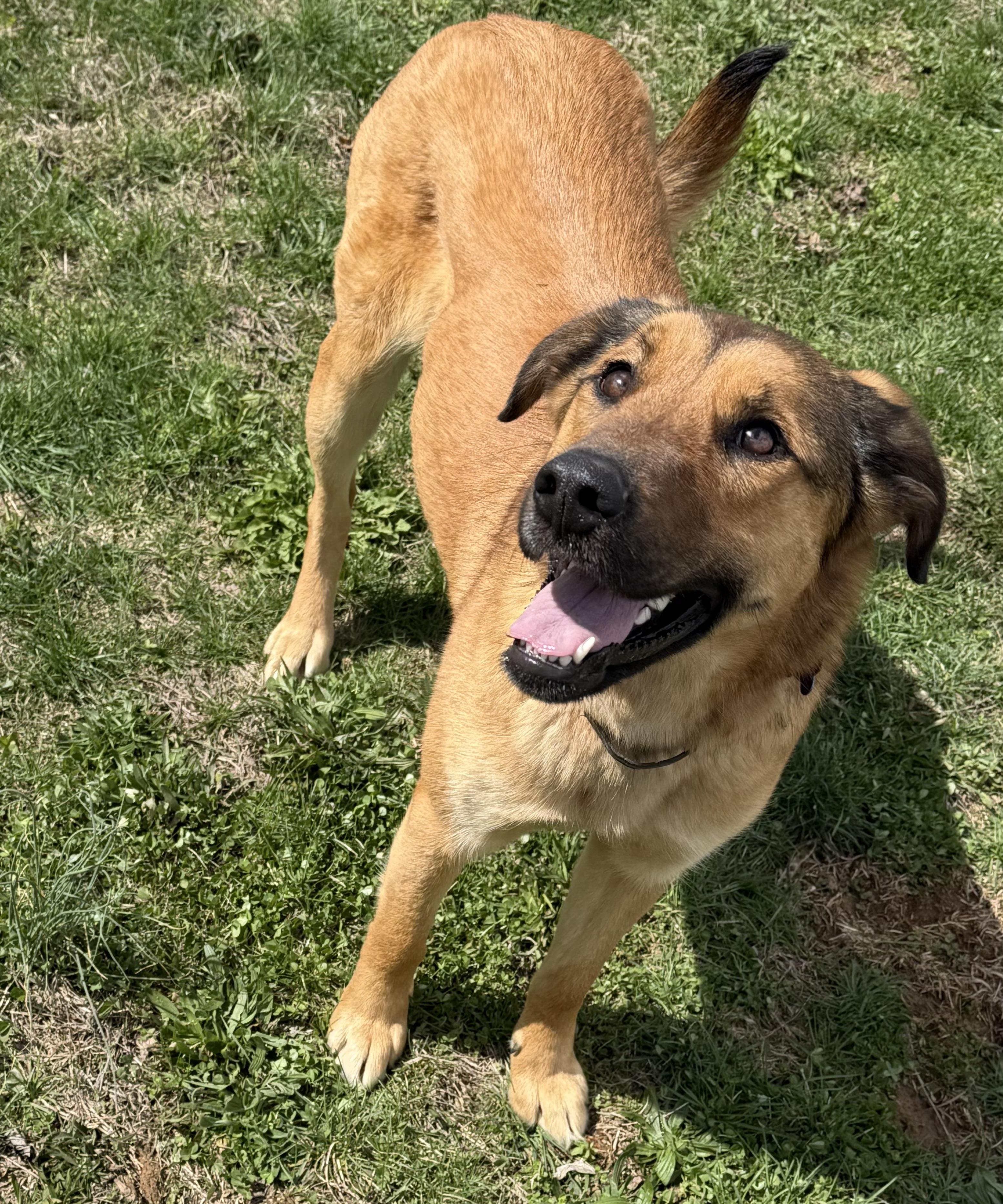 Enlarge Angel, an adopted mixed breed in Grottoes, VA image 1/3