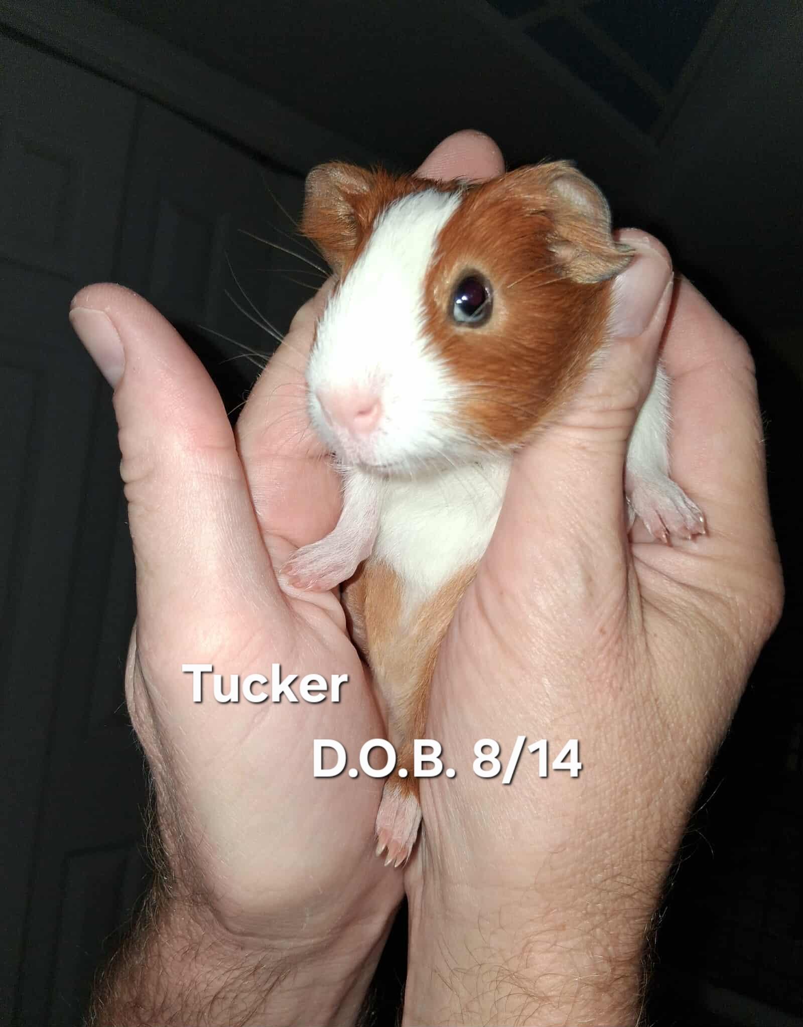 Tucker, Adopted, Baby Male Guinea Pig.