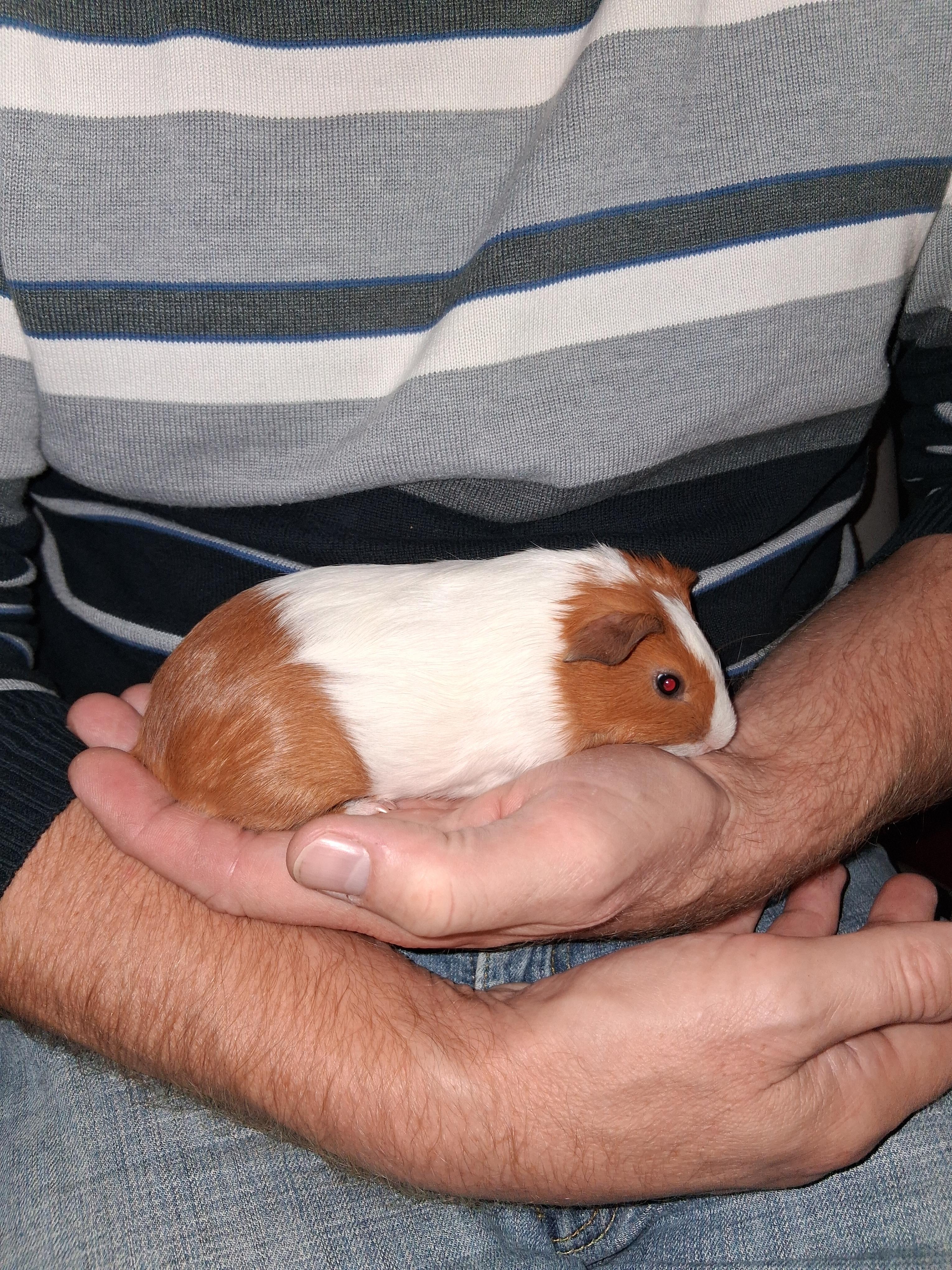 Enlarge Tucker, a Adopted Guinea Pig in Shelby Township, MI image 2/3