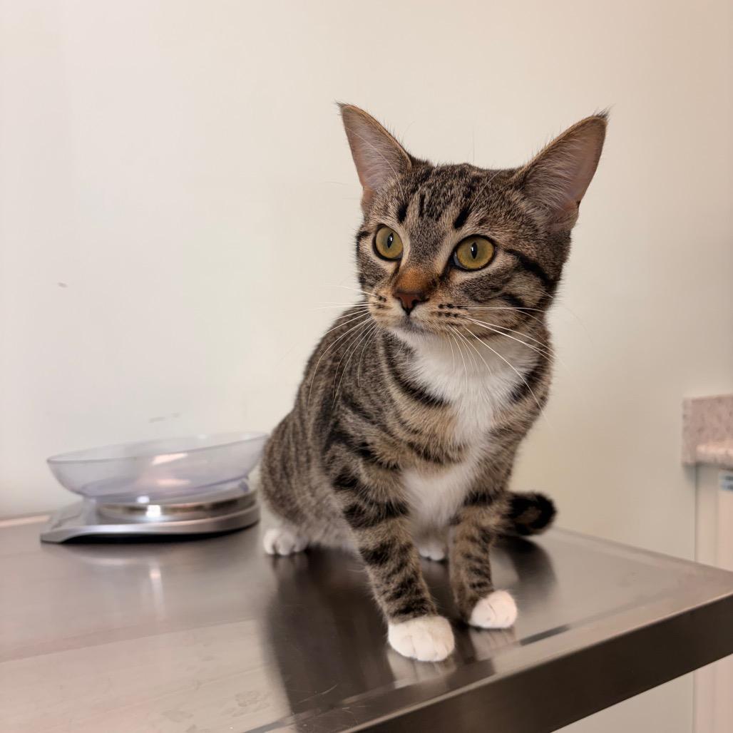 Thing 2, Adoptable, Young Female Domestic Short Hair.