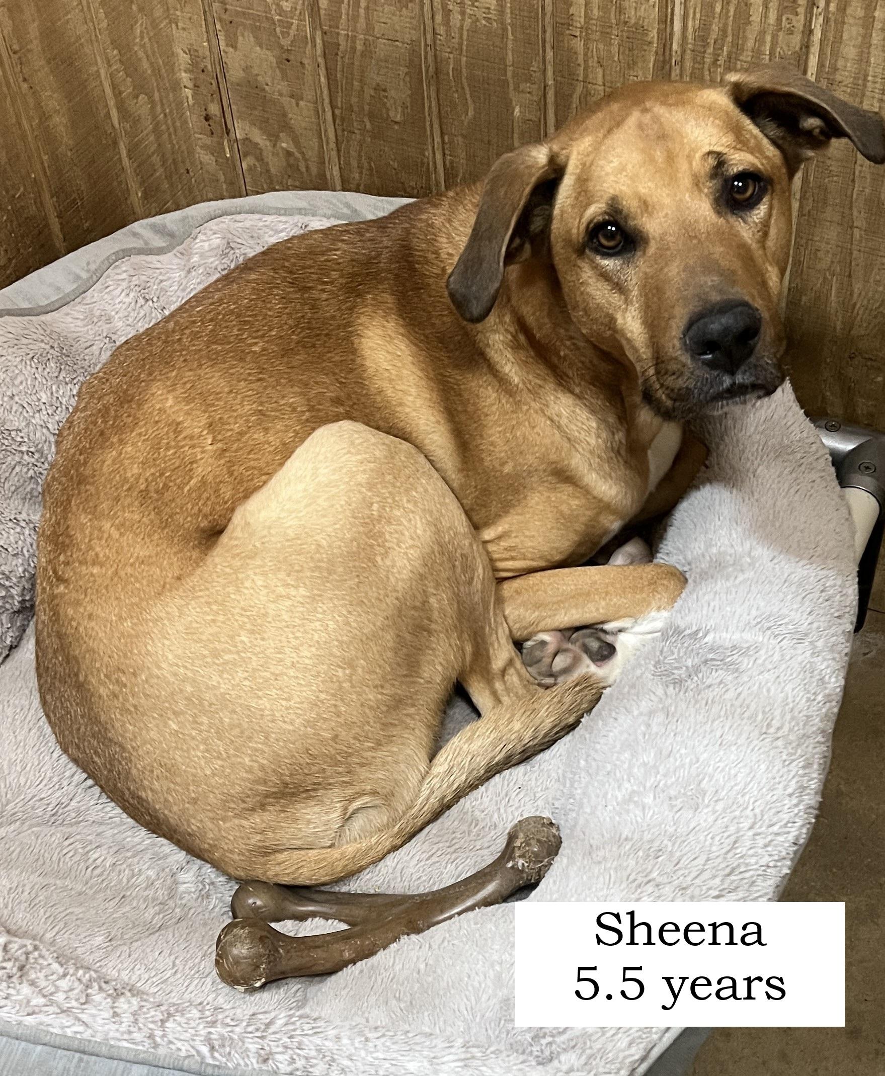 Sheena
