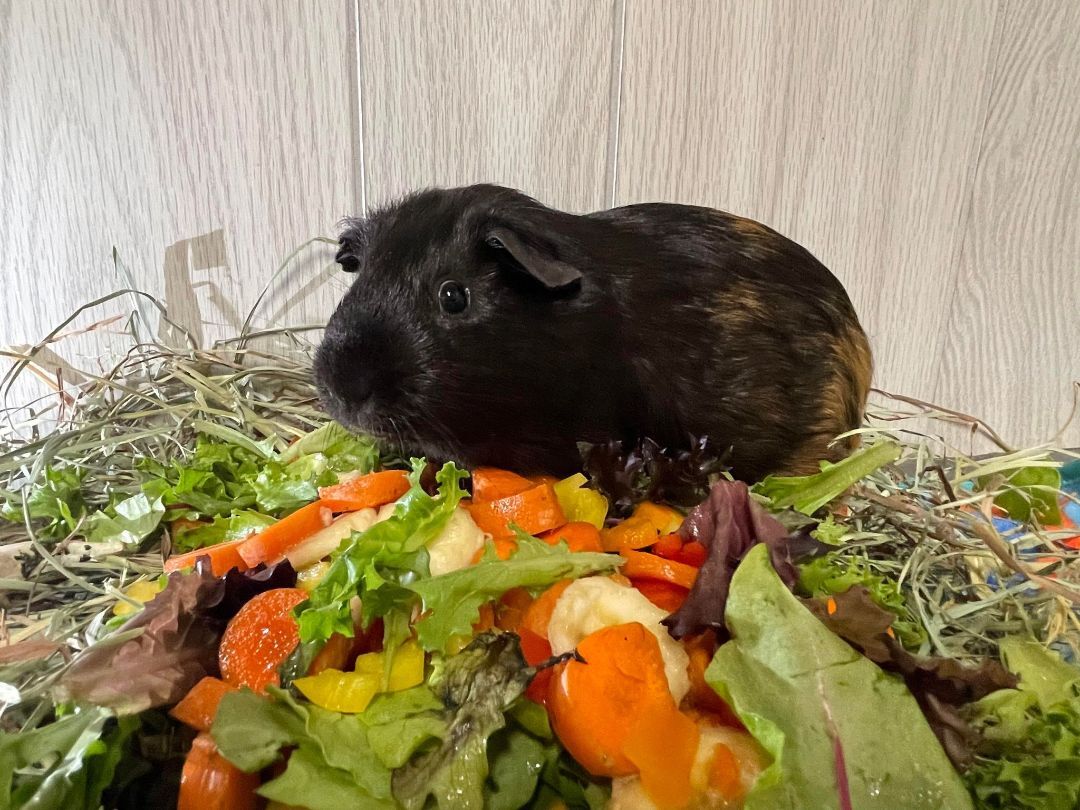 Jedi, a Adoptable Guinea Pig in Troy, AL image 2/4