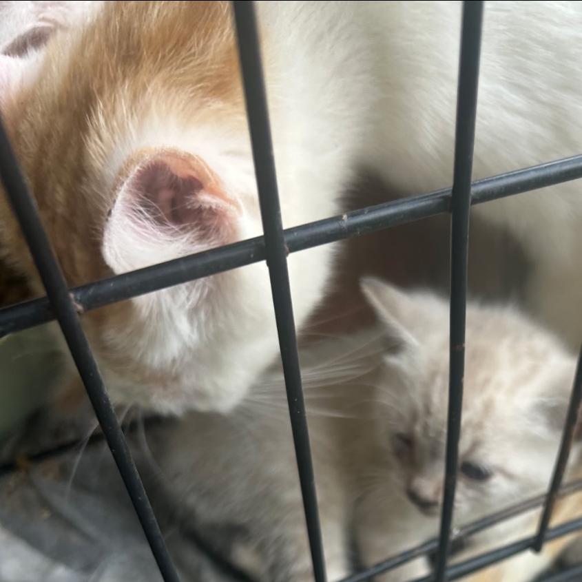 Nugget, Adoptable, Adult Female Domestic Short Hair.