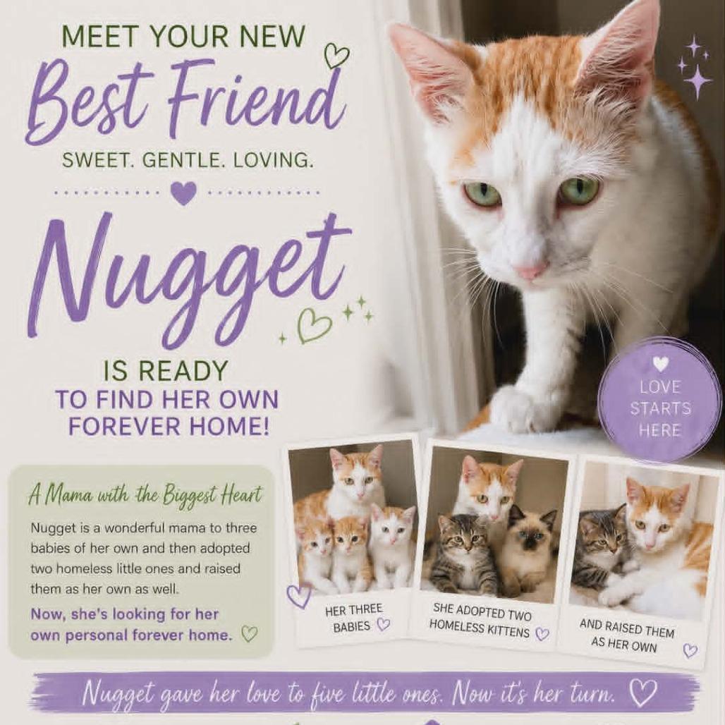 Nugget, a Adoptable Domestic Short Hair in Fayetteville, GA image 2/6