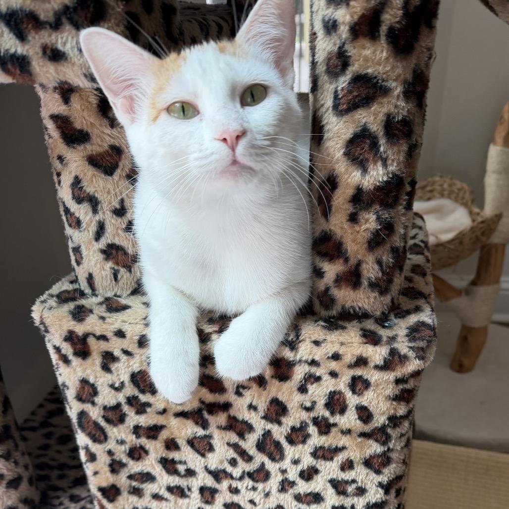 Nugget, a Adoptable Domestic Short Hair in Fayetteville, GA image 3/6