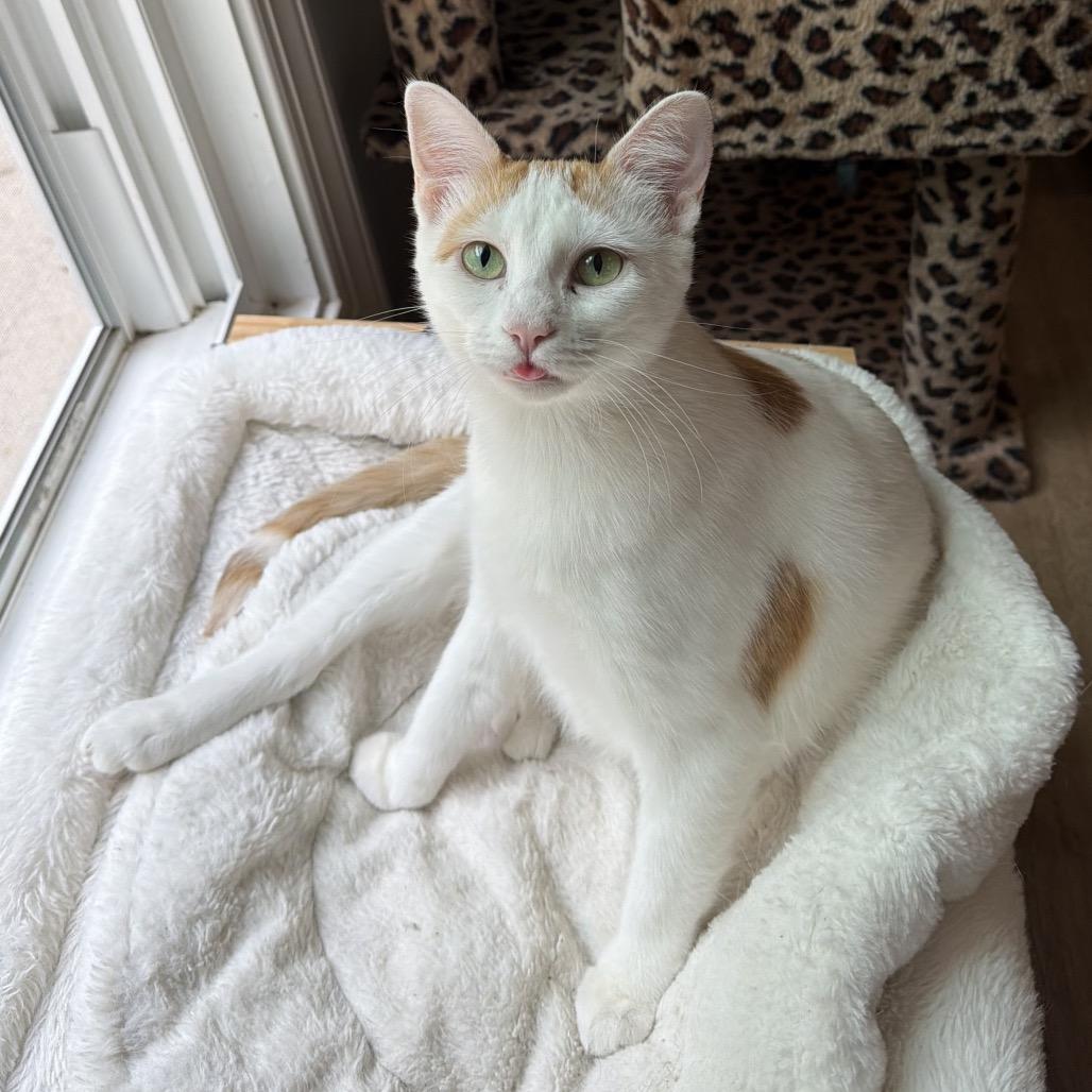 Nugget, a Adoptable Domestic Short Hair in Fayetteville, GA image 4/6