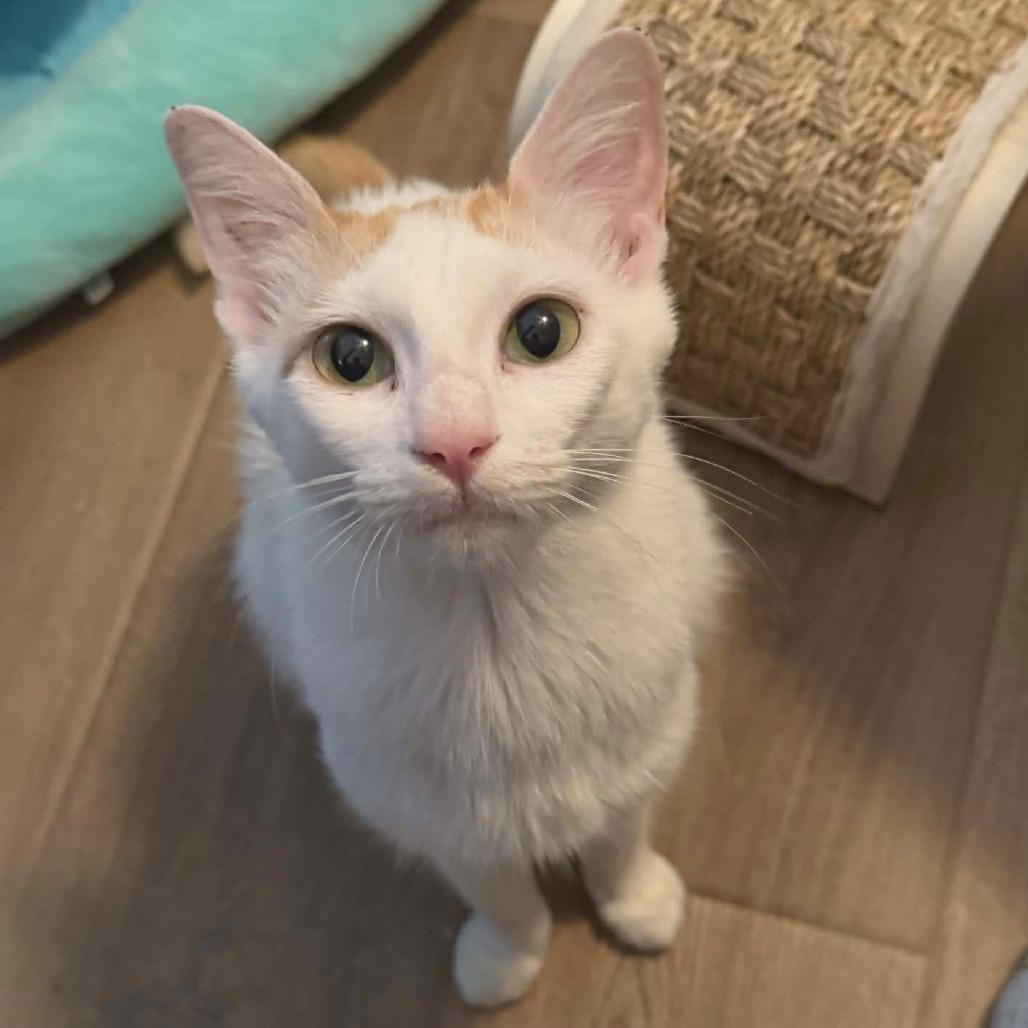 Nugget, a Adoptable Domestic Short Hair in Fayetteville, GA image 6/6