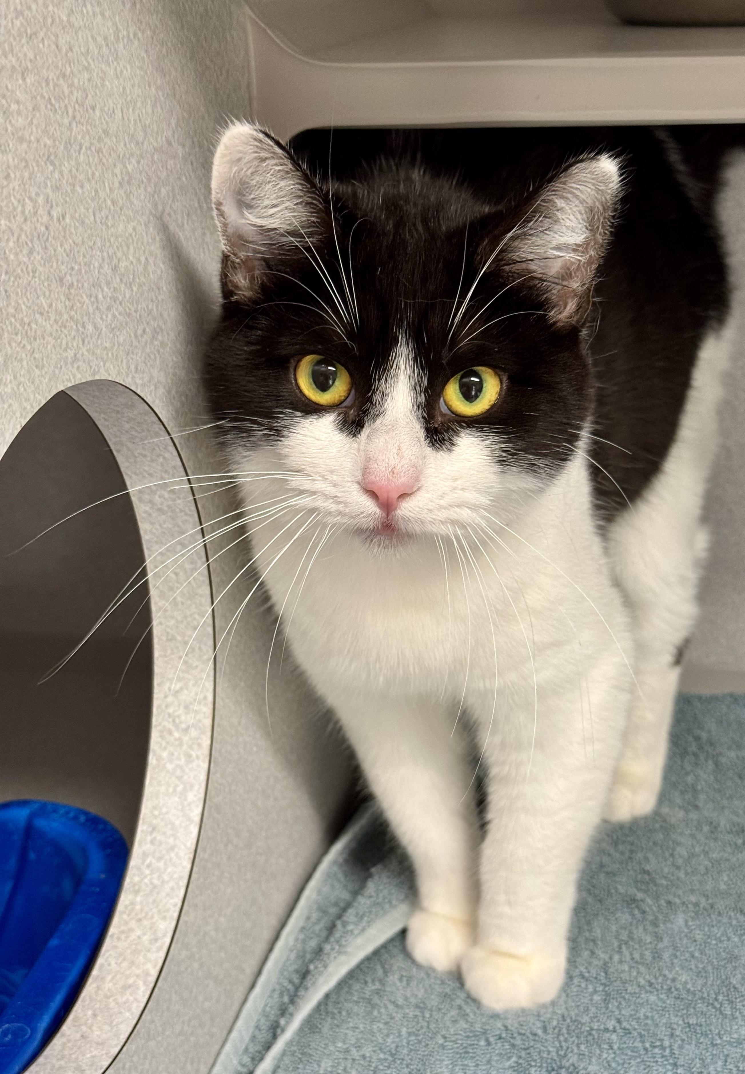 Enlarge *Maxie--Rescued, an adopted mixed breed in Red Bluff, CA image 4/4