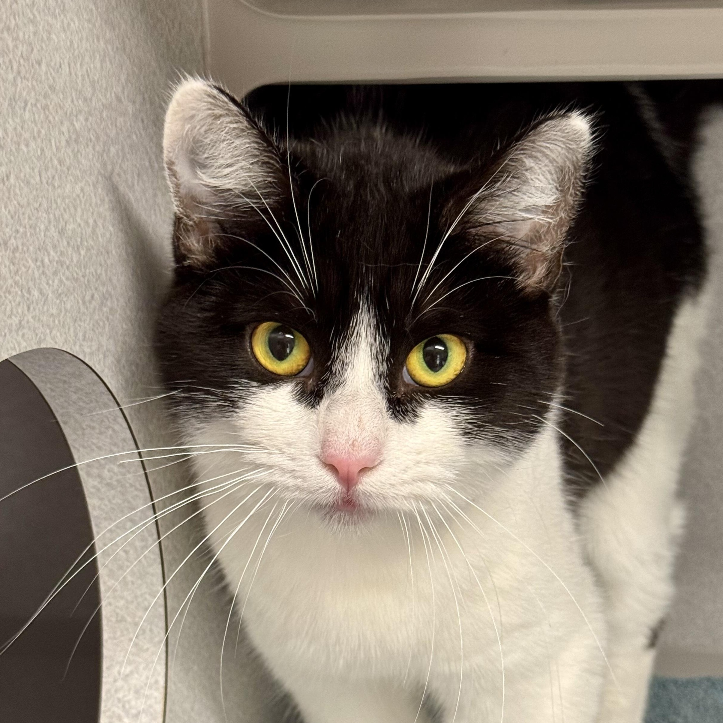 Enlarge *Maxie--Rescued, an adopted mixed breed in Red Bluff, CA image 1/4