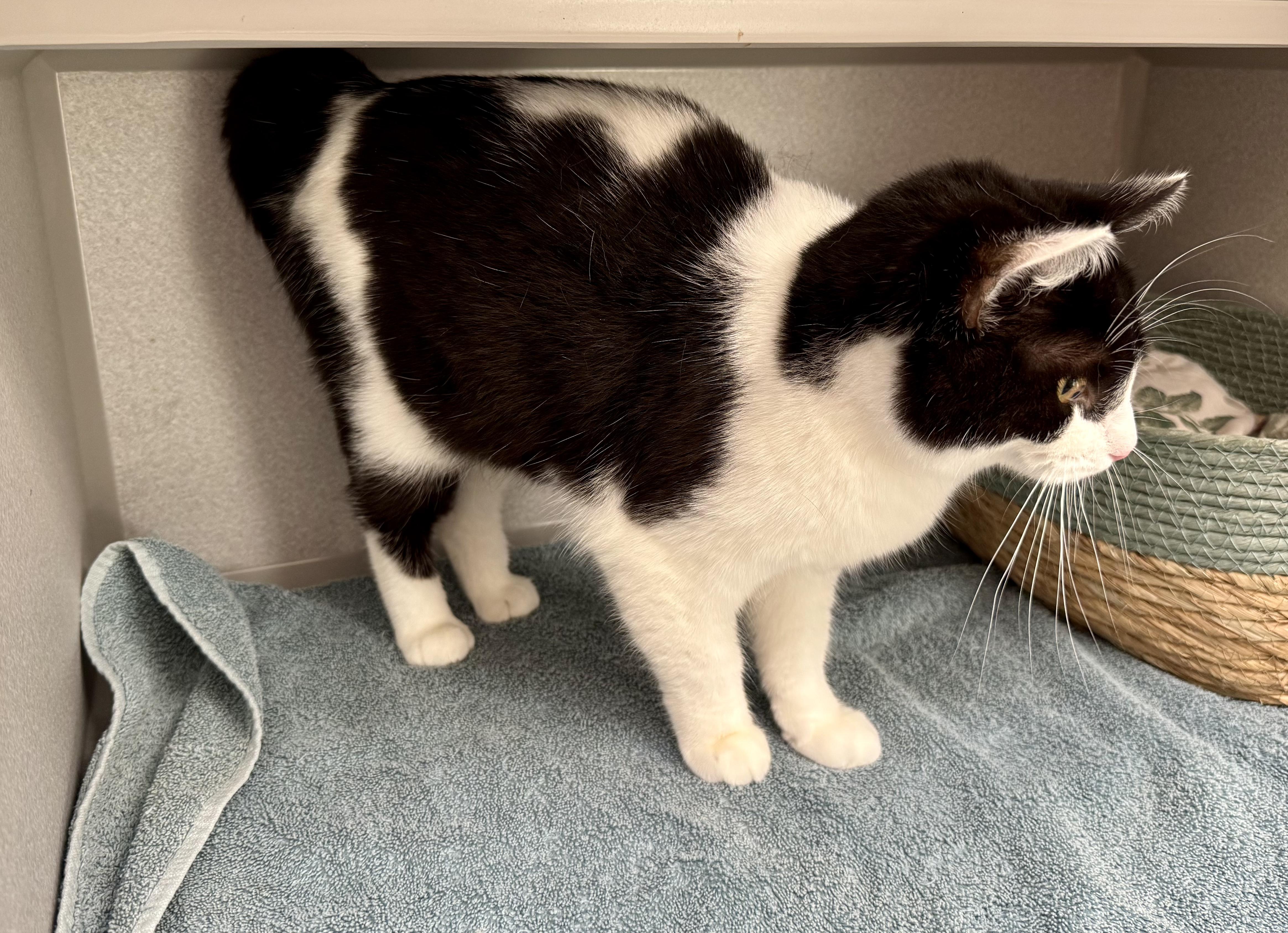 Enlarge *Maxie--Rescued, an adopted mixed breed in Red Bluff, CA image 2/4