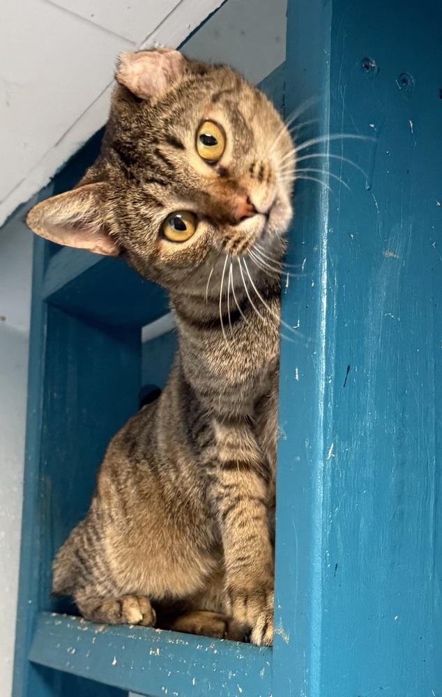 Bridgette, Adoptable, Young Female Tabby.