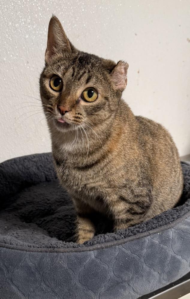 Enlarge Bridgette, a Adoptable Tabby in Bonifay, FL image 2/6