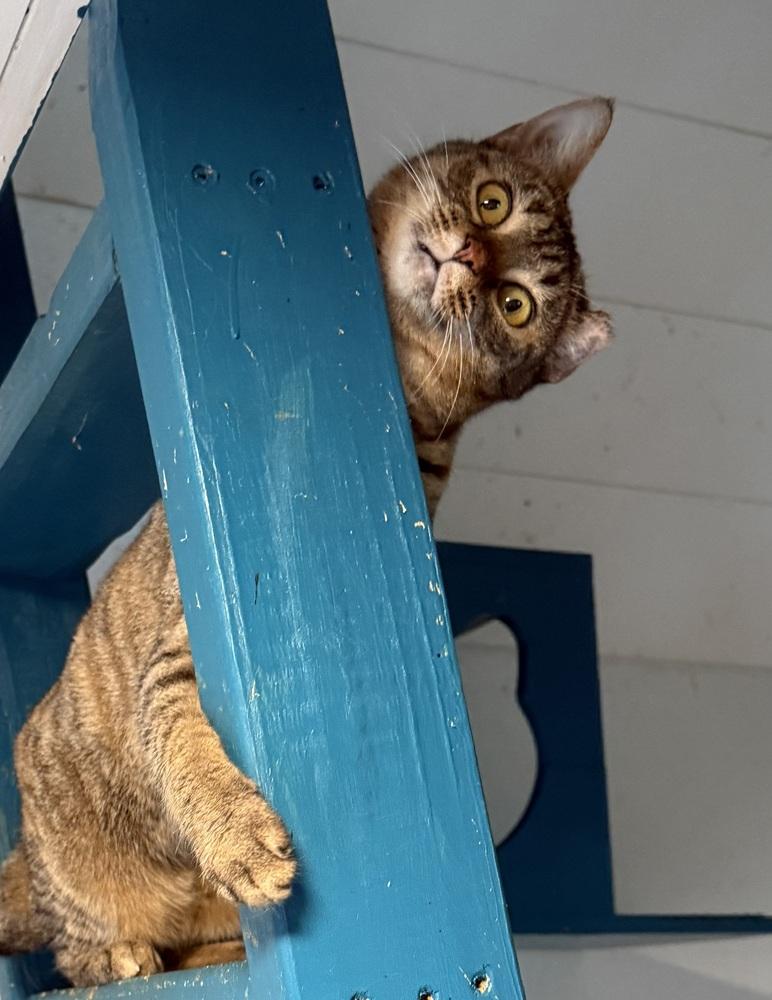 Enlarge Bridgette, a Adoptable Tabby in Bonifay, FL image 4/6