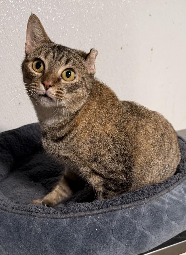Enlarge Bridgette, a Adoptable Tabby in Bonifay, FL image 5/6