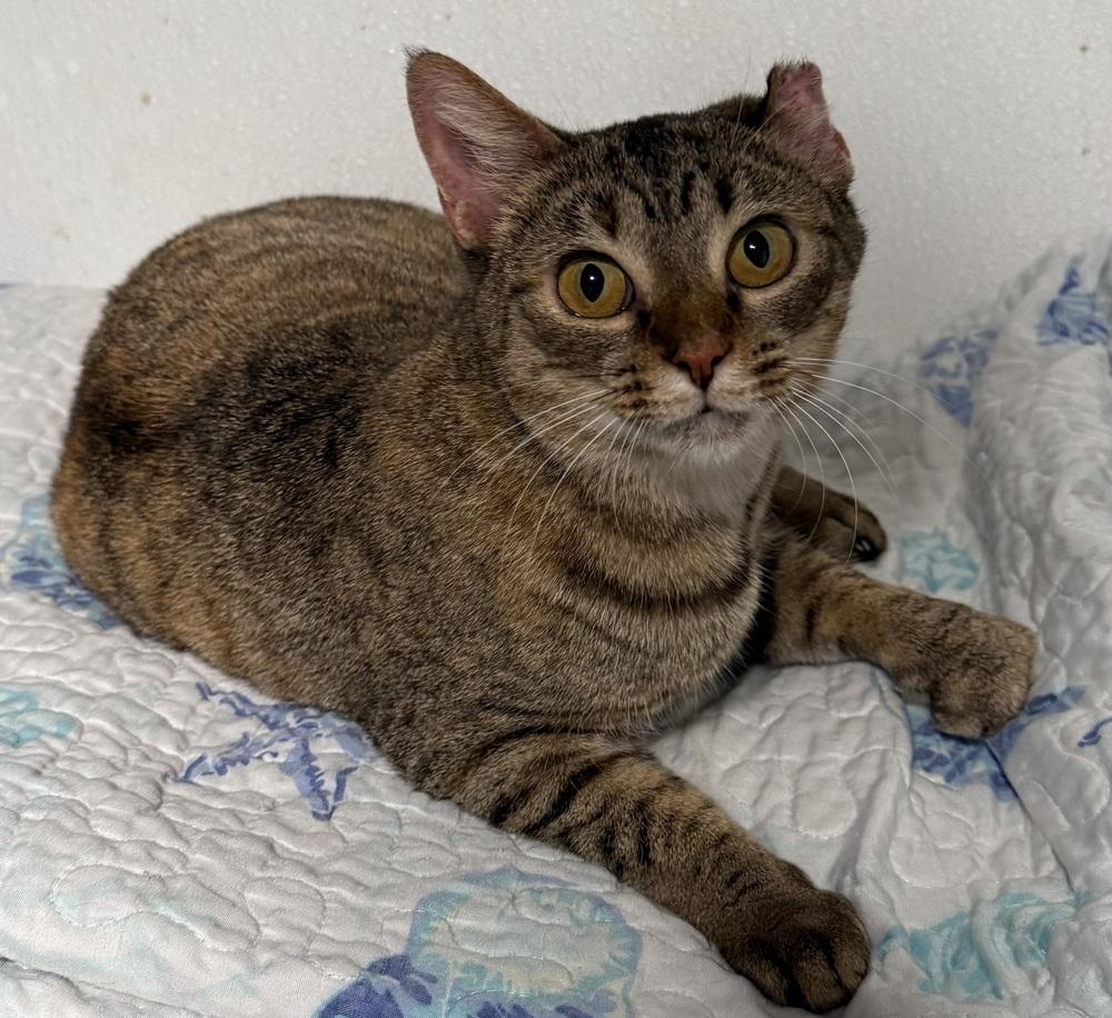Enlarge Bridgette, a Adoptable Tabby in Bonifay, FL image 6/6