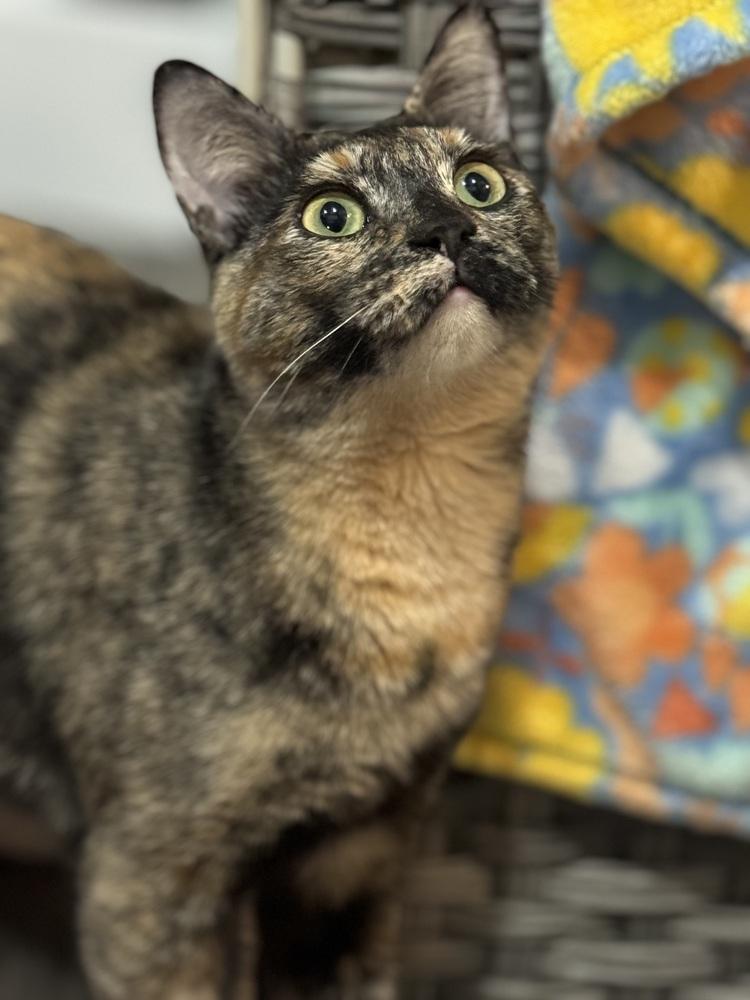 Enlarge Nova Orchard, a Adoptable Domestic Short Hair in Mount Laurel, NJ image 1/5