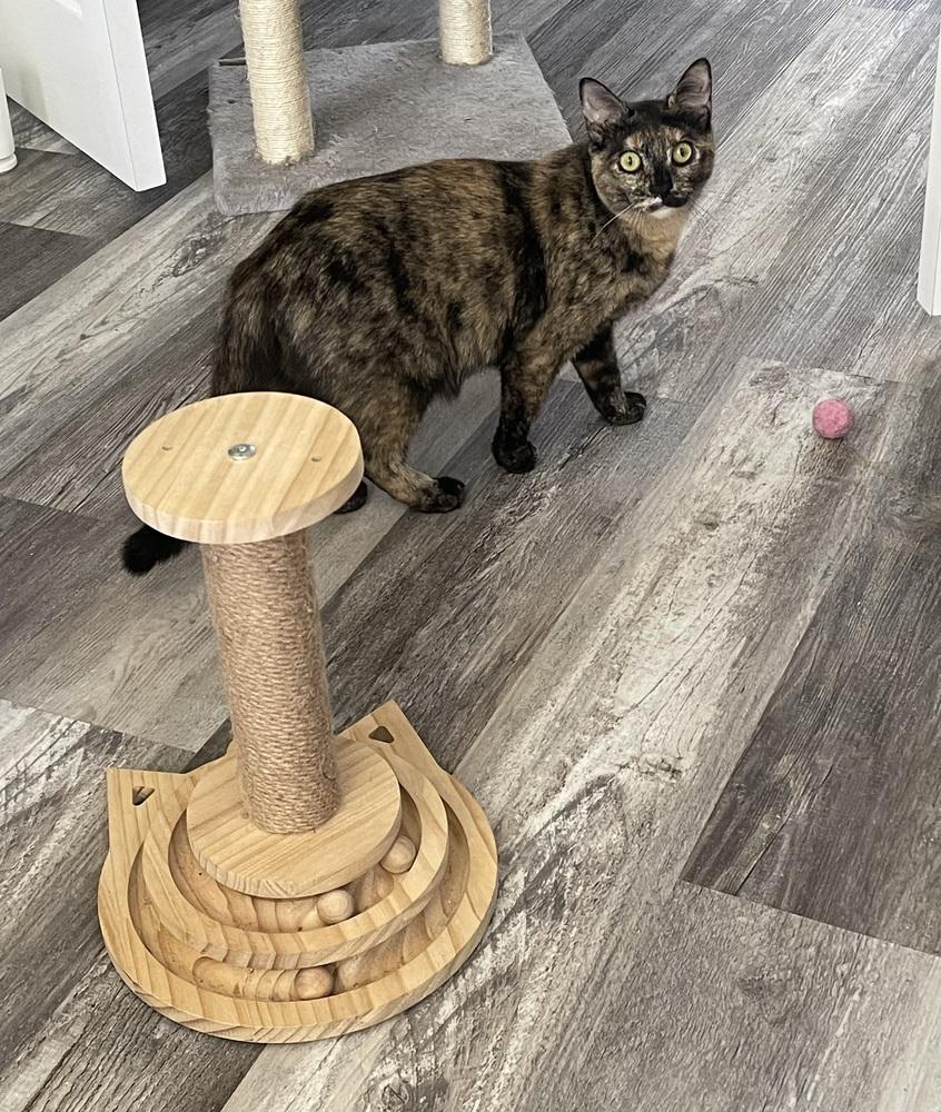 Enlarge Nova Orchard, a Adoptable Domestic Short Hair in Mount Laurel, NJ image 2/5