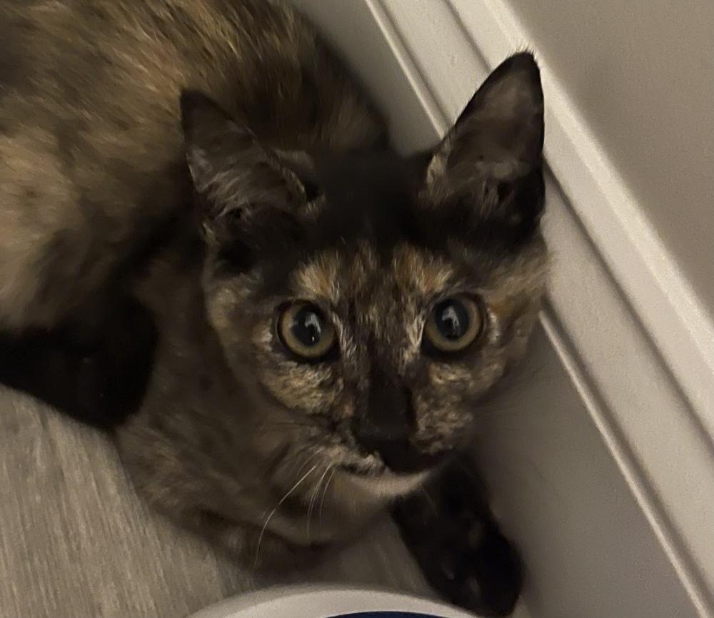 Enlarge Nova Orchard, a Adoptable Domestic Short Hair in Mount Laurel, NJ image 3/5