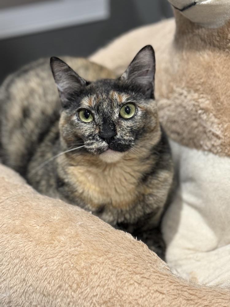 Enlarge Nova Orchard, a Adoptable Domestic Short Hair in Mount Laurel, NJ image 4/5