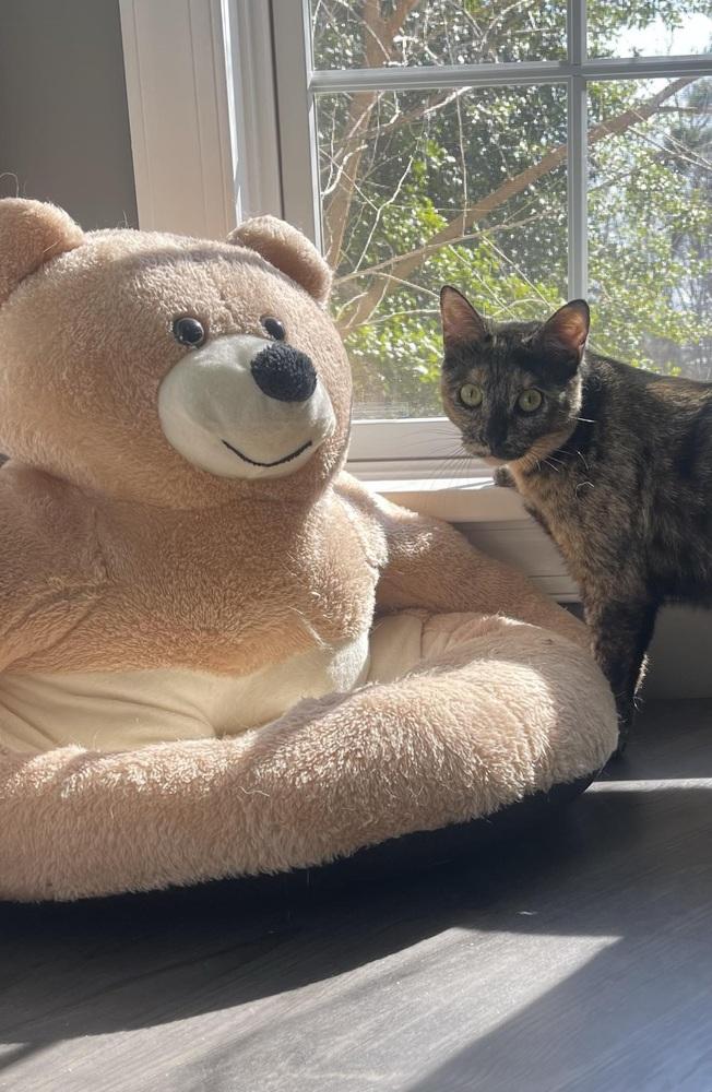 Nova Orchard, Adoptable, Young Female Domestic Short Hair.