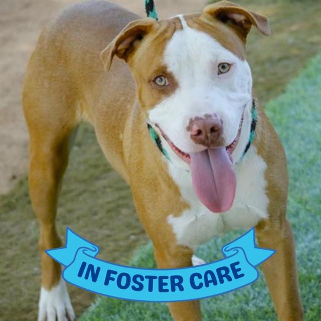 GOBIE, Adoptable, Young Male American Staffordshire Terrier & Mixed Breed.