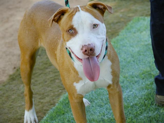 Enlarge GOBIE, a Adoptable mixed breed in Tallahassee, FL image 1/1