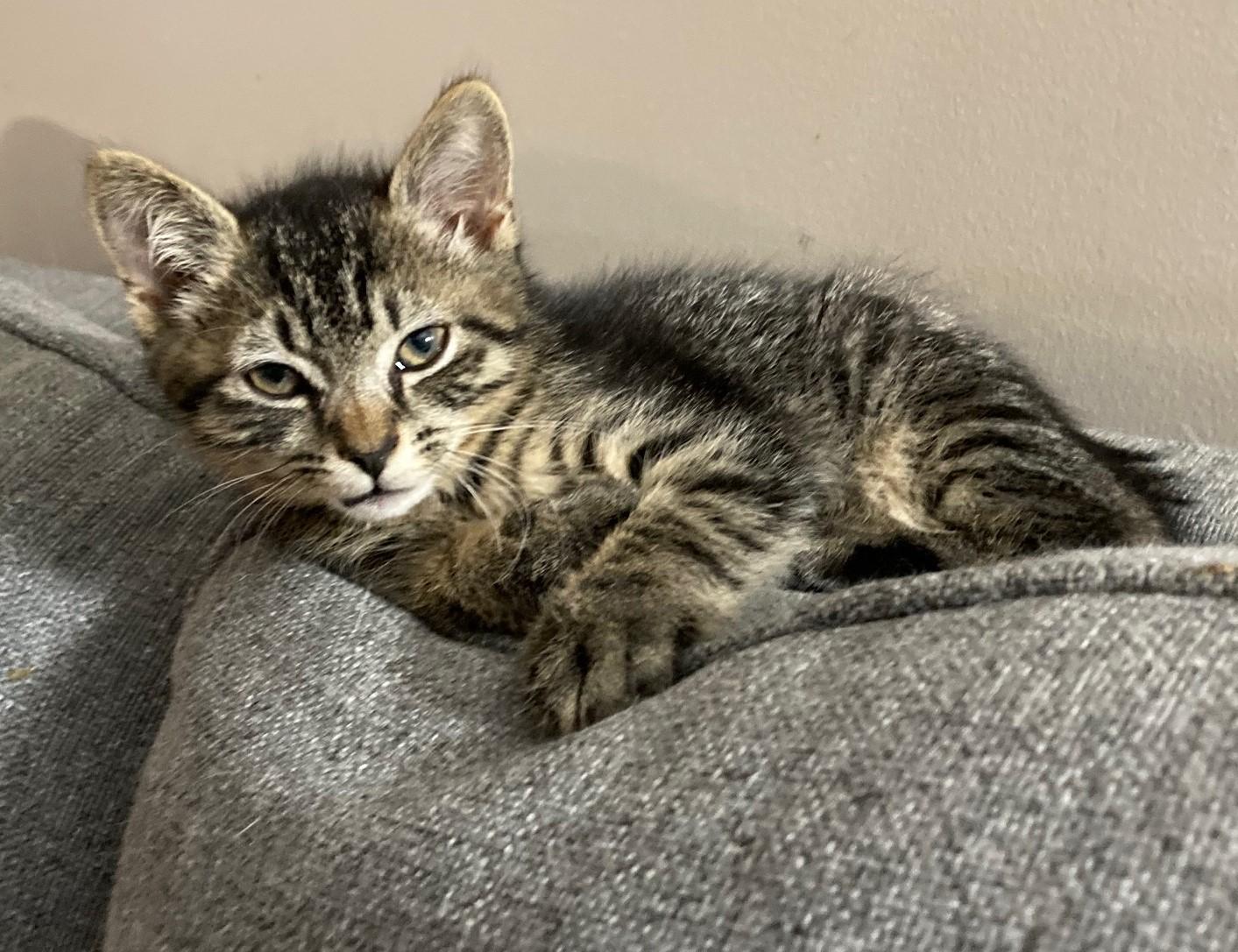 Enlarge Cole, a Adopted mixed breed in Bridgeport, CT image 1/1