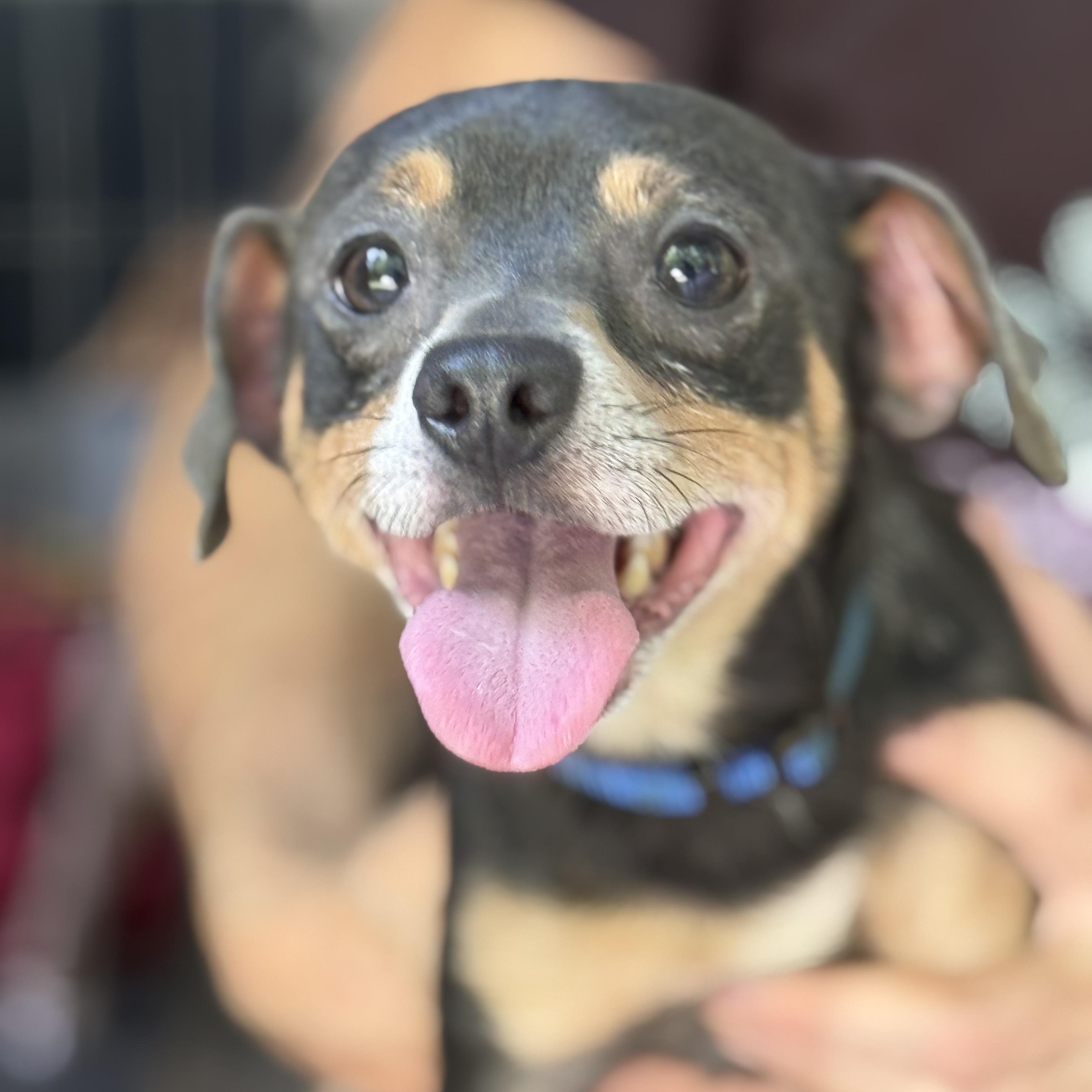 PEANUT, adopted, Young Male Chihuahua & Dachshund.