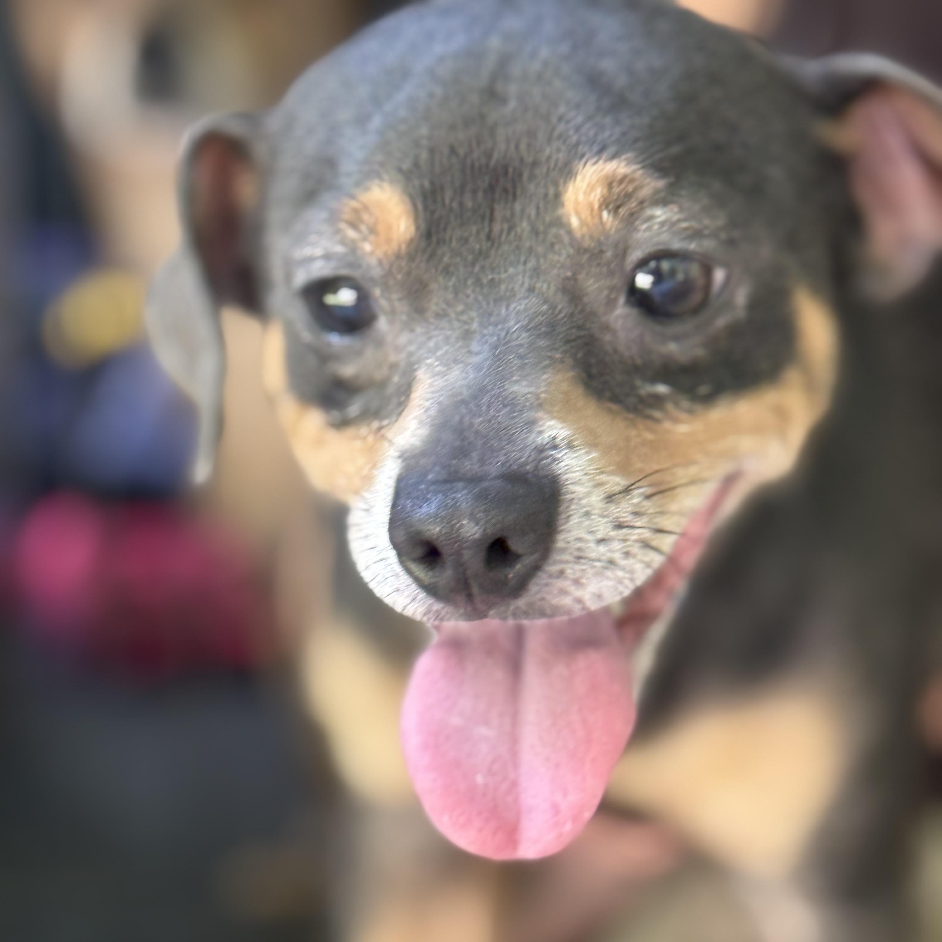 Enlarge PEANUT, an adopted mixed breed in Stuart, VA image 2/2