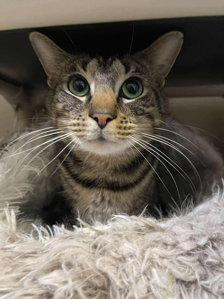 Enlarge Burr, an adoptable Domestic Short Hair in Winthrop, ME image 3/3