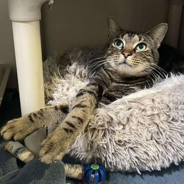 Enlarge Burr, an adoptable Domestic Short Hair in Winthrop, ME image 2/3