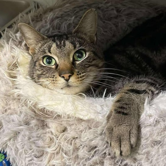 Enlarge Burr, an adoptable Domestic Short Hair in Winthrop, ME image 1/3