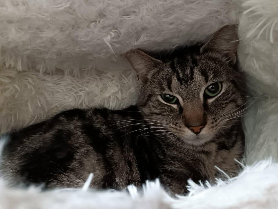 Burr, ADOPTABLE, Adult Male Domestic Short Hair.