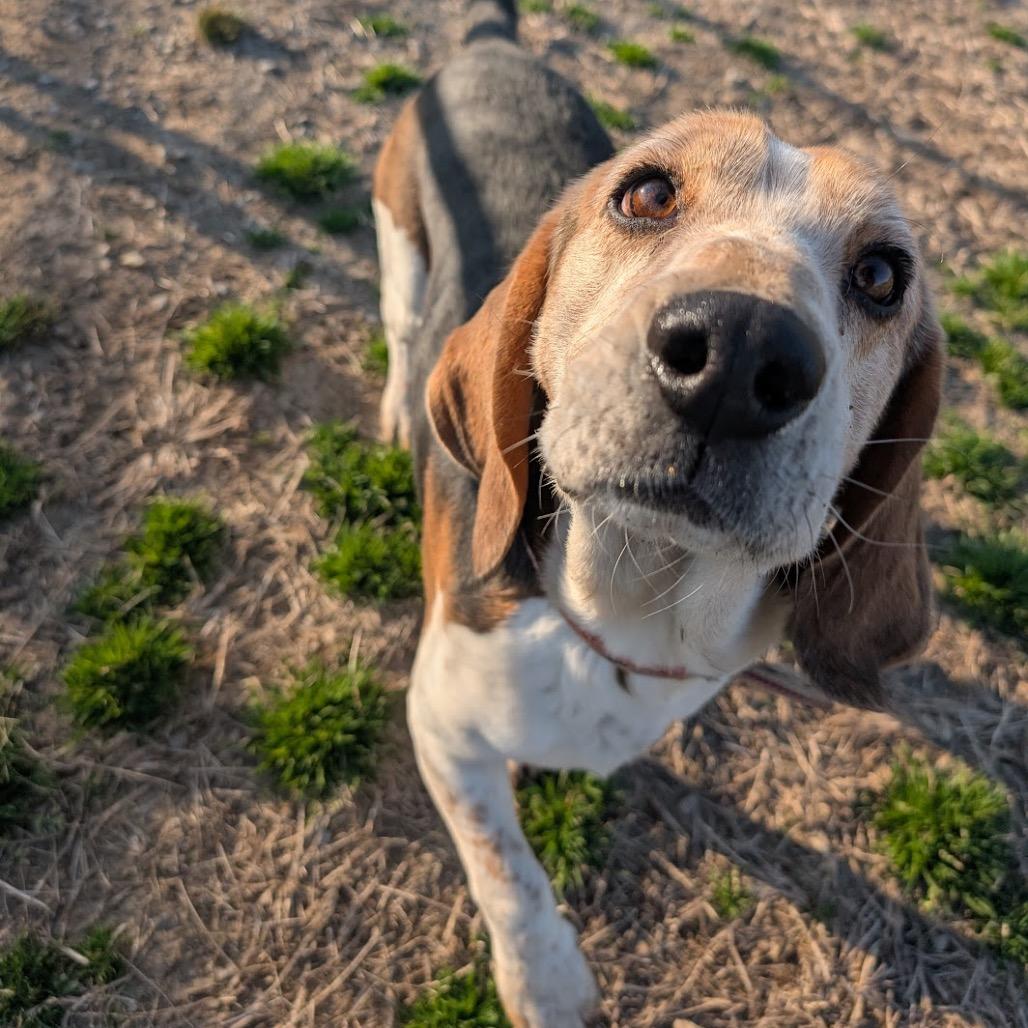 Raphael, Adoptable, Adult Male Beagle & Basset Hound.