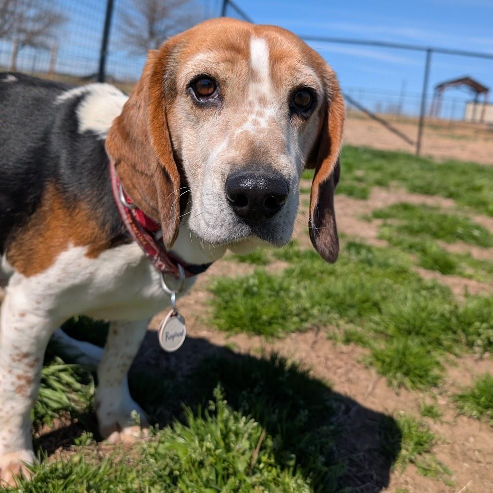 Raphael, a Adoptable mixed breed in Nowata, OK image 2/3