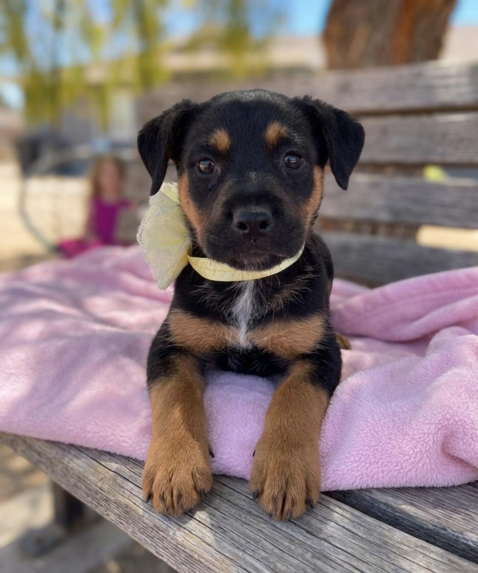 Enlarge Diamond, an adopted mixed breed in Anza, CA image 1/1