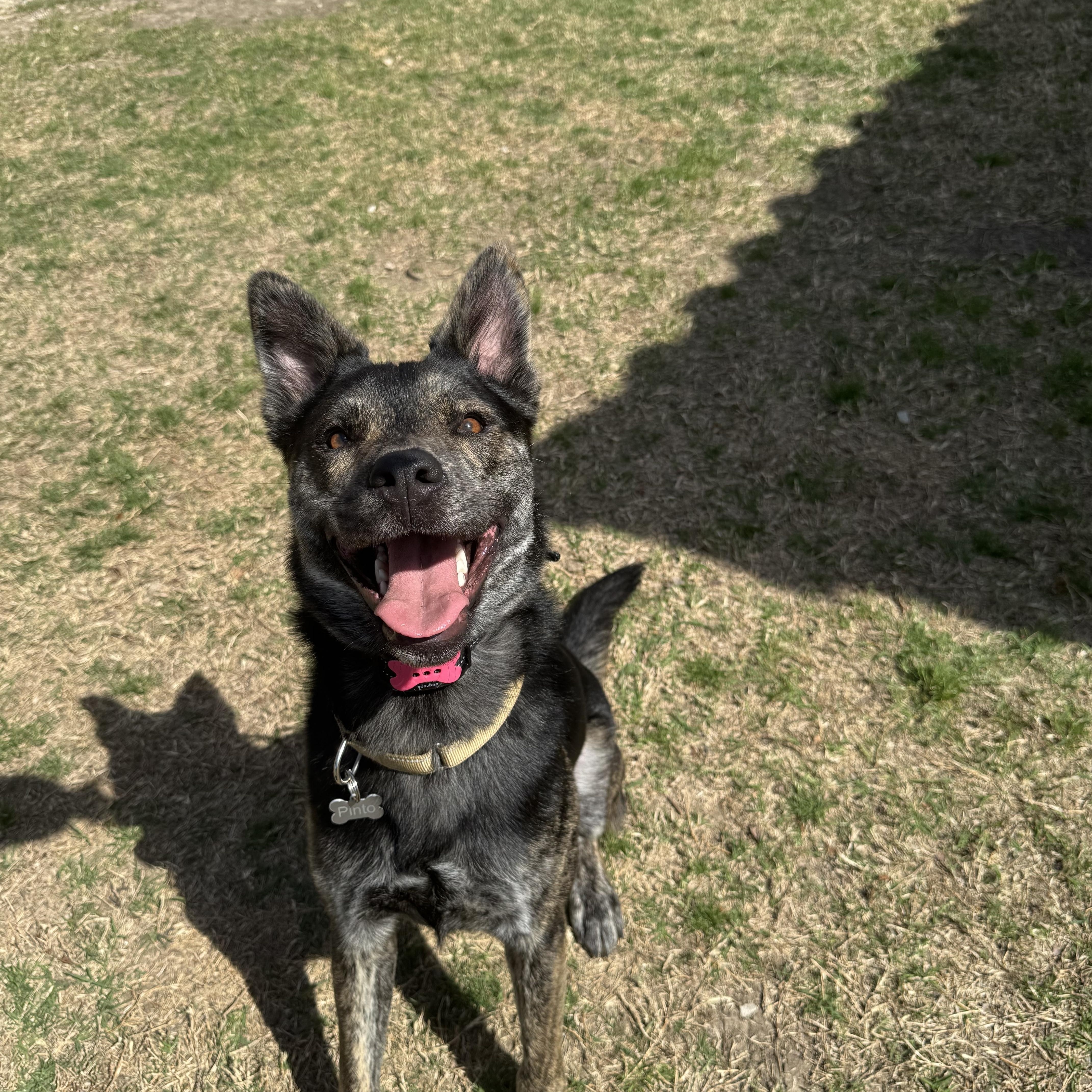 Enlarge Pinto, a Adoptable mixed breed in Portland, ME image 6/6