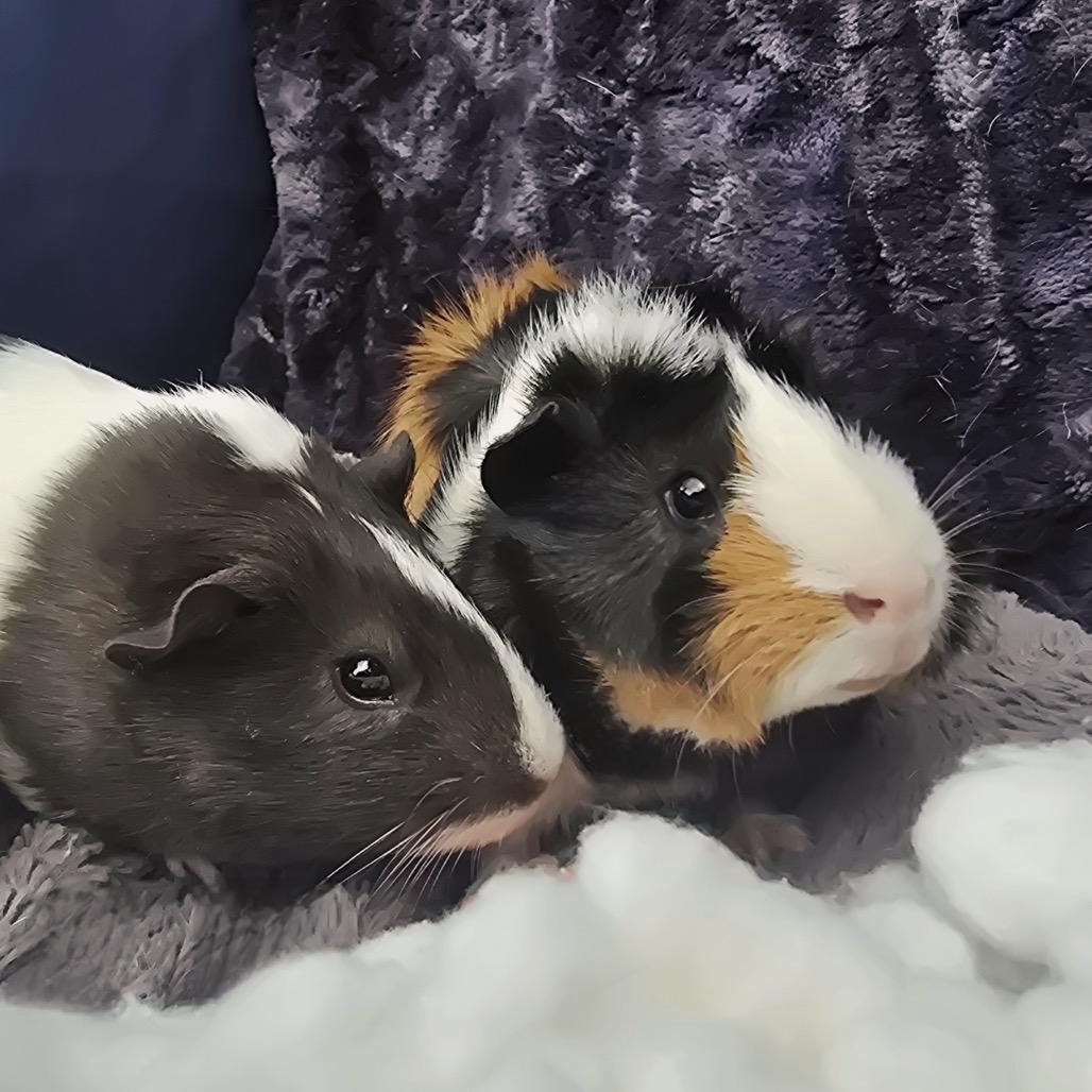 Enlarge Jasper, a Adoptable Guinea Pig in Brownsboro, AL image 1/6