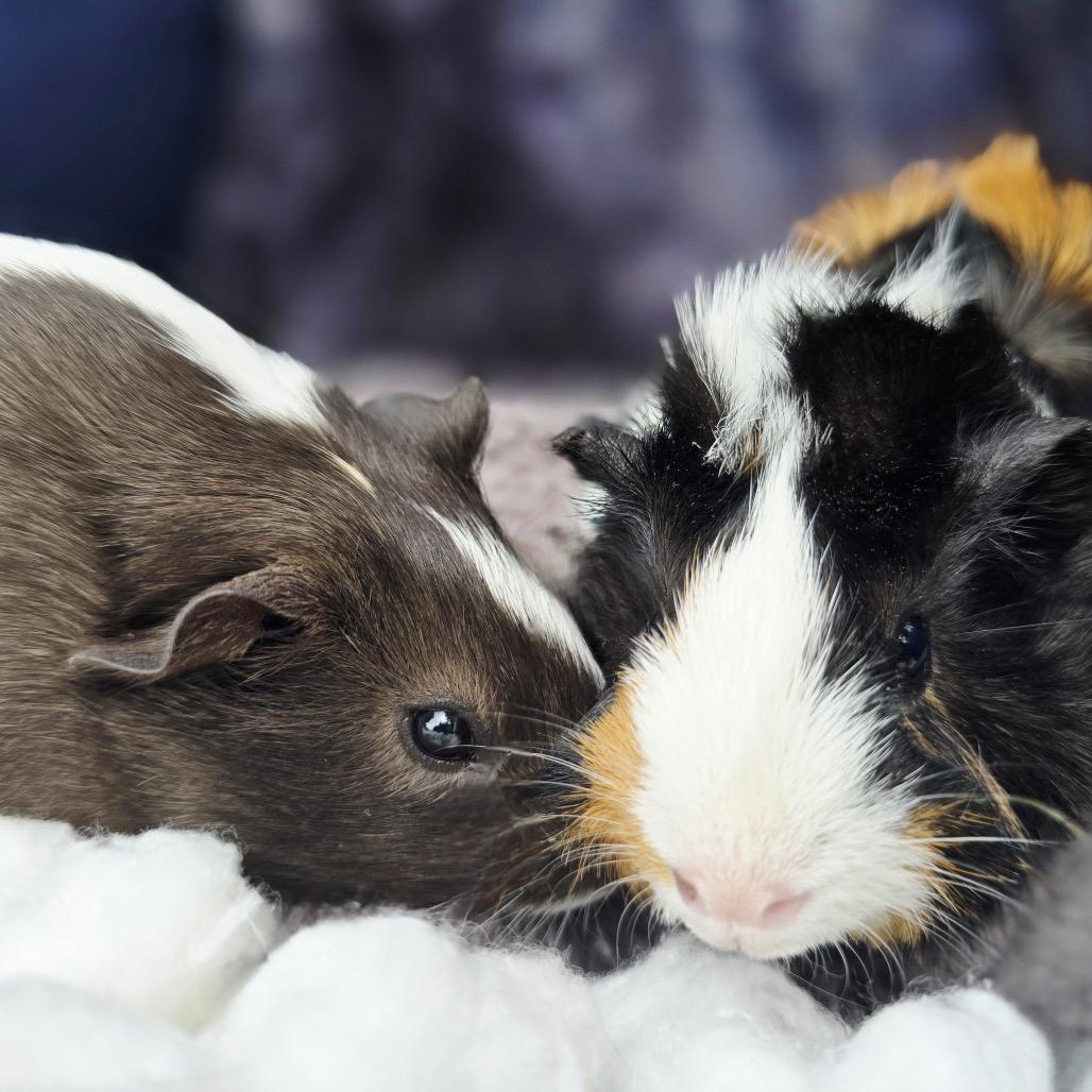 Enlarge Jasper, a Adoptable Guinea Pig in Brownsboro, AL image 2/6