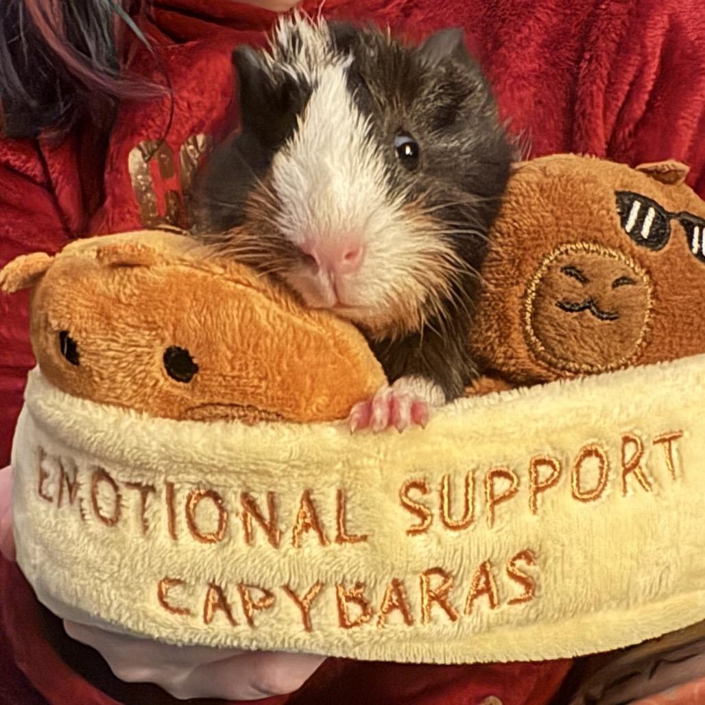 Enlarge Jasper, a Adoptable Guinea Pig in Brownsboro, AL image 3/6