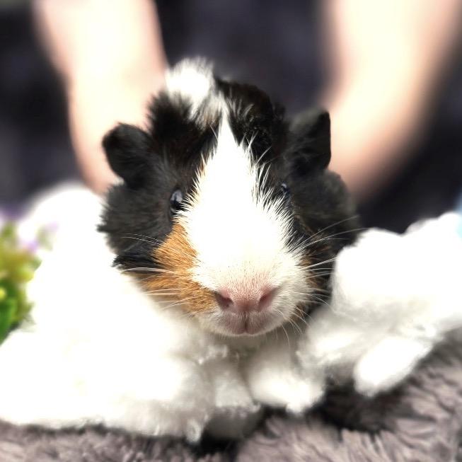 Enlarge Jasper, a Adoptable Guinea Pig in Brownsboro, AL image 4/6