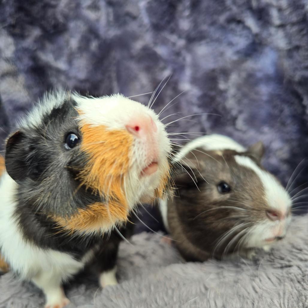 Enlarge Jasper, a Adoptable Guinea Pig in Brownsboro, AL image 5/6