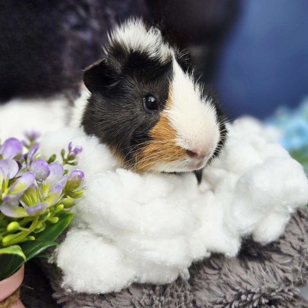 Enlarge Jasper, a Adoptable Guinea Pig in Brownsboro, AL image 6/6